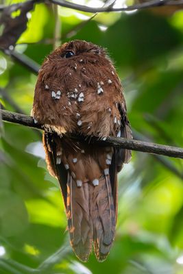 Rufous Potoo - Rosse Reuzennachtzwaluw - Ibijau roux