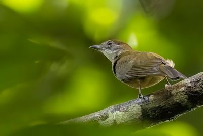 Orange-crested Manakin - Oranjekruinmanakin - Manakin  bandeau orange
