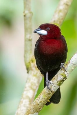 Silver-beaked Tanager - Fluweeltangare - Tangara  bec d'argent (m)