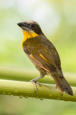 Scarlet-crowned Barbet - Roodkruinbaardvogel - Cabzon oranvert (f)