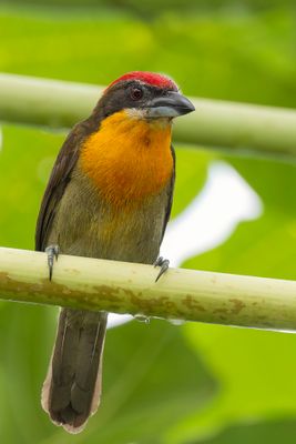 Scarlet-crowned Barbet - Roodkruinbaardvogel - Cabzon oranvert (m)
