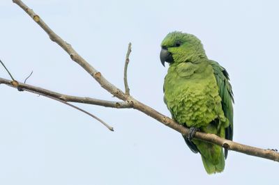 Short-tailed Parrot - Kortstaartpapegaai - Caque  queue courte