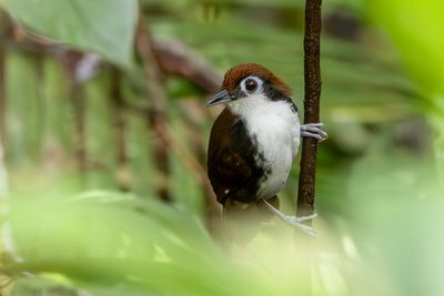 White-cheeked Antbird - Witwangmiervogel - Fourmilier  joues blanches