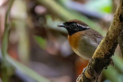 Chestnut-belted Gnateater - Cayennemuggeneter - Conophage  oreilles blanches