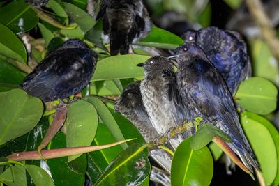 Southern Martin - Patagonische Purperzwaluw - Hirondelle gracieuse