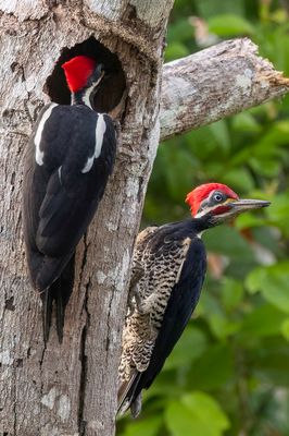Lineated Woodpecker - Gestreepte Helmspecht - Pic ouentou (m+f)