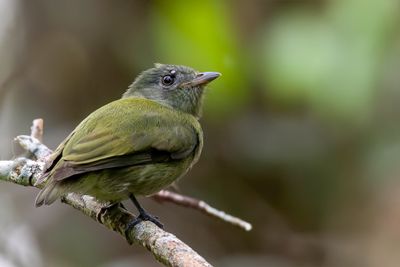 Blue-backed Manakin - Prachtmanakin - Manakin tij (f)