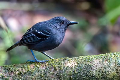 Allpahuayo Antbird - Allpahuayomiervogel - Alapi du varillal (m)