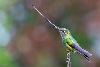 Sword-billed Hummingbird - Zwaardkolibrie - Colibri porte-pe (f)
