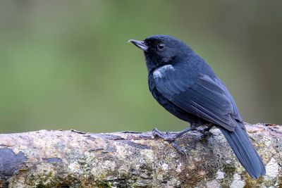 Glossy Flowerpiercer - Glansberghoningkruiper - Percefleur de Lafresnaye