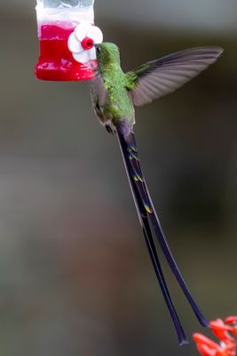 Black-tailed Trainbearer - Zwartstaartkomeetkolibrie - Porte-trane lesbie (m)