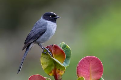 Birds of Colombia Amazon 2025