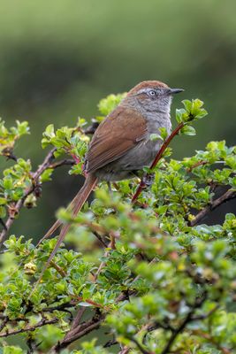 White-chinned Thistletail - Witkindistelstaart - Synallaxe  menton blanc