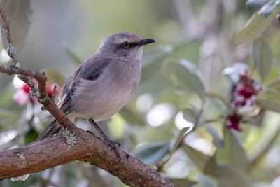 Tropical Mockingbird - Tropische Spotlijster - Moqueur des savanes