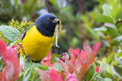 Black-chested Mountain Tanager - Zwartborstbergtangare - Tangara  poitrine noire