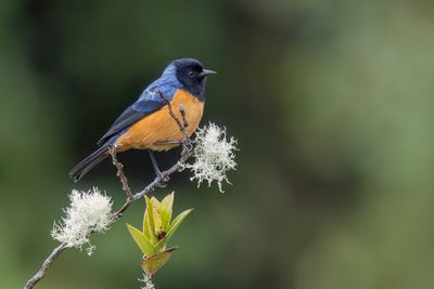 Blue-backed Conebill - Blauwrugspitssnavel - Conirostre  cape bleue
