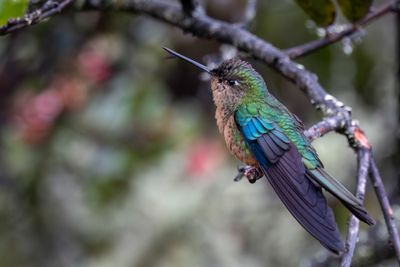 Tyrian Metalltail - Smaragdglansstaartkolibrie - Mtallure meraude (f)
