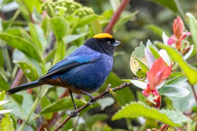 Golden-crowned Tanager - Goudkruintangare - Tangara aurol