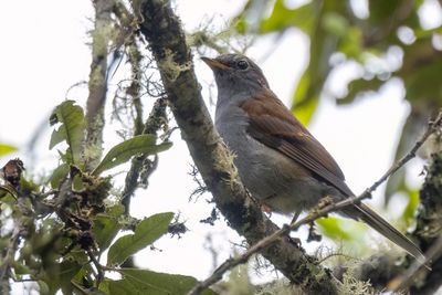 Andean Solitaire - Andessolitaire - Solitaire des Andes