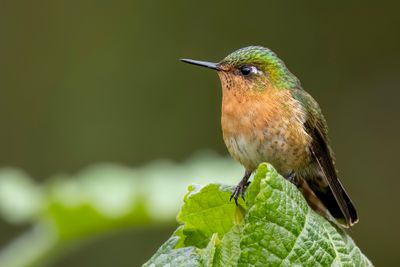 Tyrian Metaltail - Smaragdglansstaartkolibrie - Mtallure meraude (f)