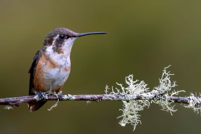 White-bellied Woodstar - Witbuikboself - Colibri de Mulsant (f)