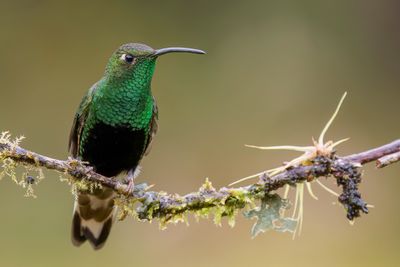 Mountain Velvetbreast - Draadvleugelkolibrie - Colibri de Lafresnaye (m)