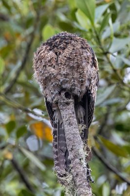 Andean Potoo - Andesreuzennachtzwaluw - Ibijau des Andes