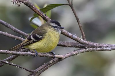 Black-capped Tyrannulet - Monniksvliegenpikker - Tyranneau  tte noire