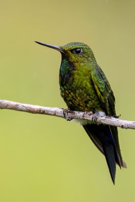 Coppery-bellied Puffleg - Koperbuikpluimbroekje - rione  ventre cuivr