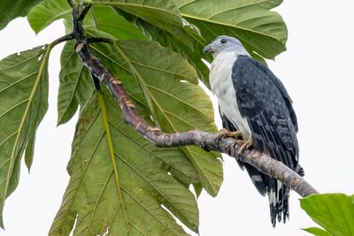 Grey-headed Kite - Grijskopwouw - Milan de Cayenne