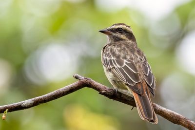 Variegated Flycatcher - Bonte Tiran - Tyran tachet