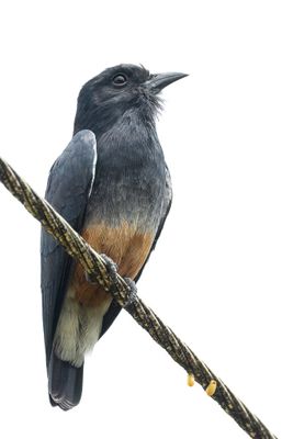 Swallow-winged Puffbird - Zwaluwbaardkoekoek - Barbacou  croupion blanc