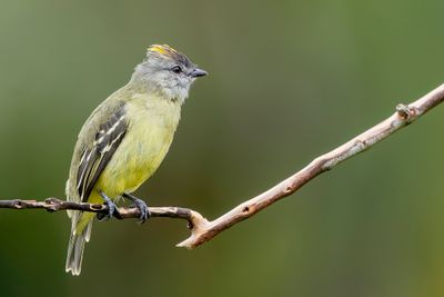 Yellow-crowned Tyrannulet - Geelkruinvliegenpikker - Tyranneau roitelet