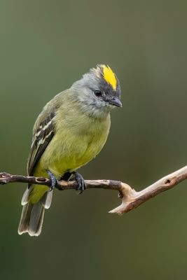 Yellow-crowned Tyrannulet - Geelkruinvliegenpikker - Tyranneau roitelet
