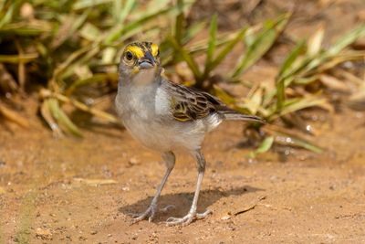 Yellow-browed Sparrow - Geelwanggors - Bruant  front d'or