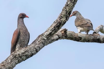 Scaled Pigeon - Geschubde Duif - Pigeon ramiret