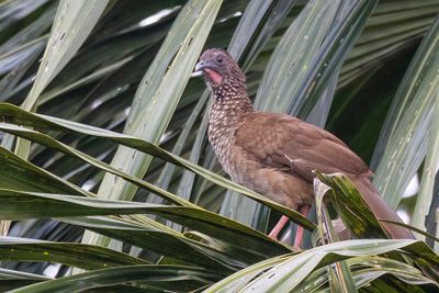 Speckled Chachalaca - Gevlekte Chachalaca - Ortalide maille