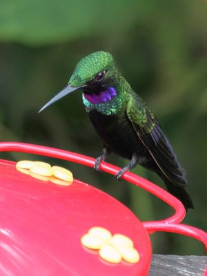 Black-throated Brilliant - Zwartkeelbriljantkolibrie - Brillant à gorge noire