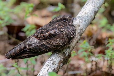 067 Caprimulgidae - Nightjars