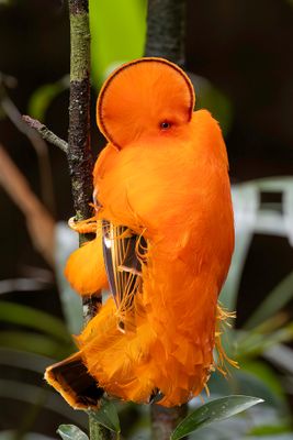 Guianan Cock-of-the-rock - Oranje Rotshaan - Coq-de-roche orange (m)