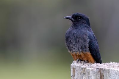 Swallow-winged Puffbird - Zwaluwbaardkoekoek - Barbacou  croupion blanc