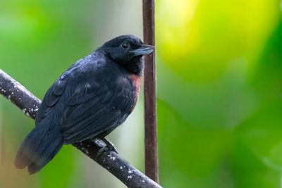 Black Bushbird - Zwarte Dikbekmiervogel - Batara des fourrs (f)