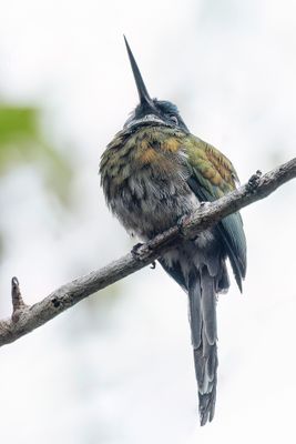 Bronzy Jacamar - Bronsglansvogel - Jacamar  ventre blanc