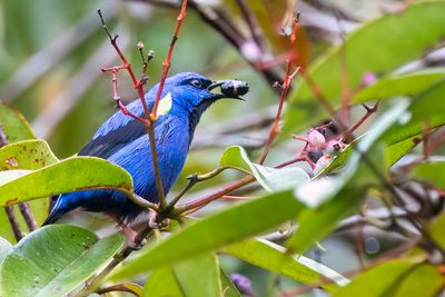 Short-billed Honeycreeper - Kortsnavelsuikervogel - Guit-guit  bec court (m)