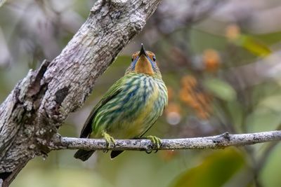 Purple Honeycreeper - Purpersuikervogel - Guit-guit crulen (f)