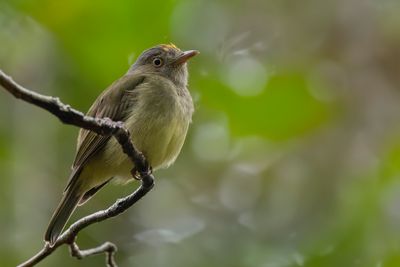 Saffron-crested Tyrant-Manakin - Geelkuiftiranmanakin - Manakin  panache dor