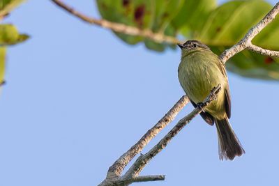 Slender-footed Tyrannulet - Slankpootvliegenpikker - Tyranneau  petits pieds