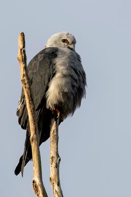 Plumbeous Kite - Donkergrijze Wouw - Milan bleutre