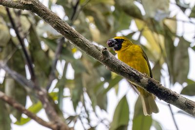 Yellow-green Grosbeak - Geelgroene Kardinaal - Cardinal flavert