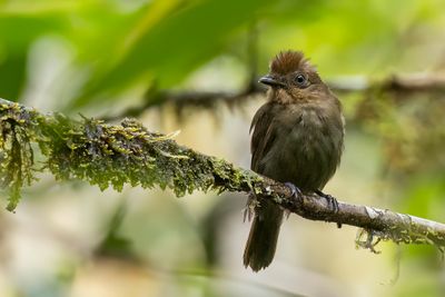 Brown-winged Schiffornis - Bruinvleugelschiffornis - Antriade turdode